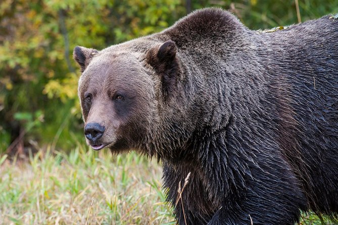 Wildlife Tours in Banff National Park